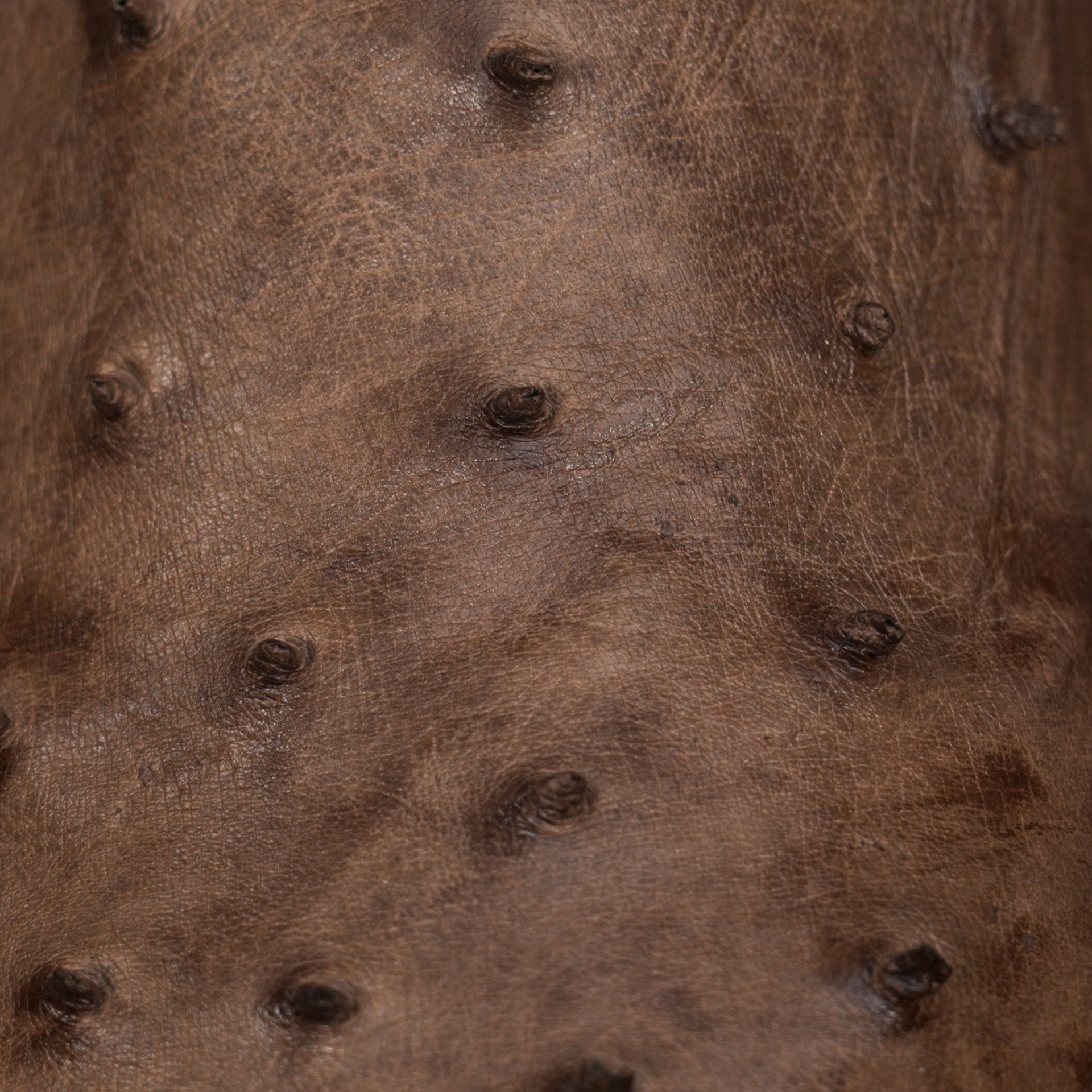 AUTHENTIC Mink Brown Ostrich – Arena Square Toe - Image 4