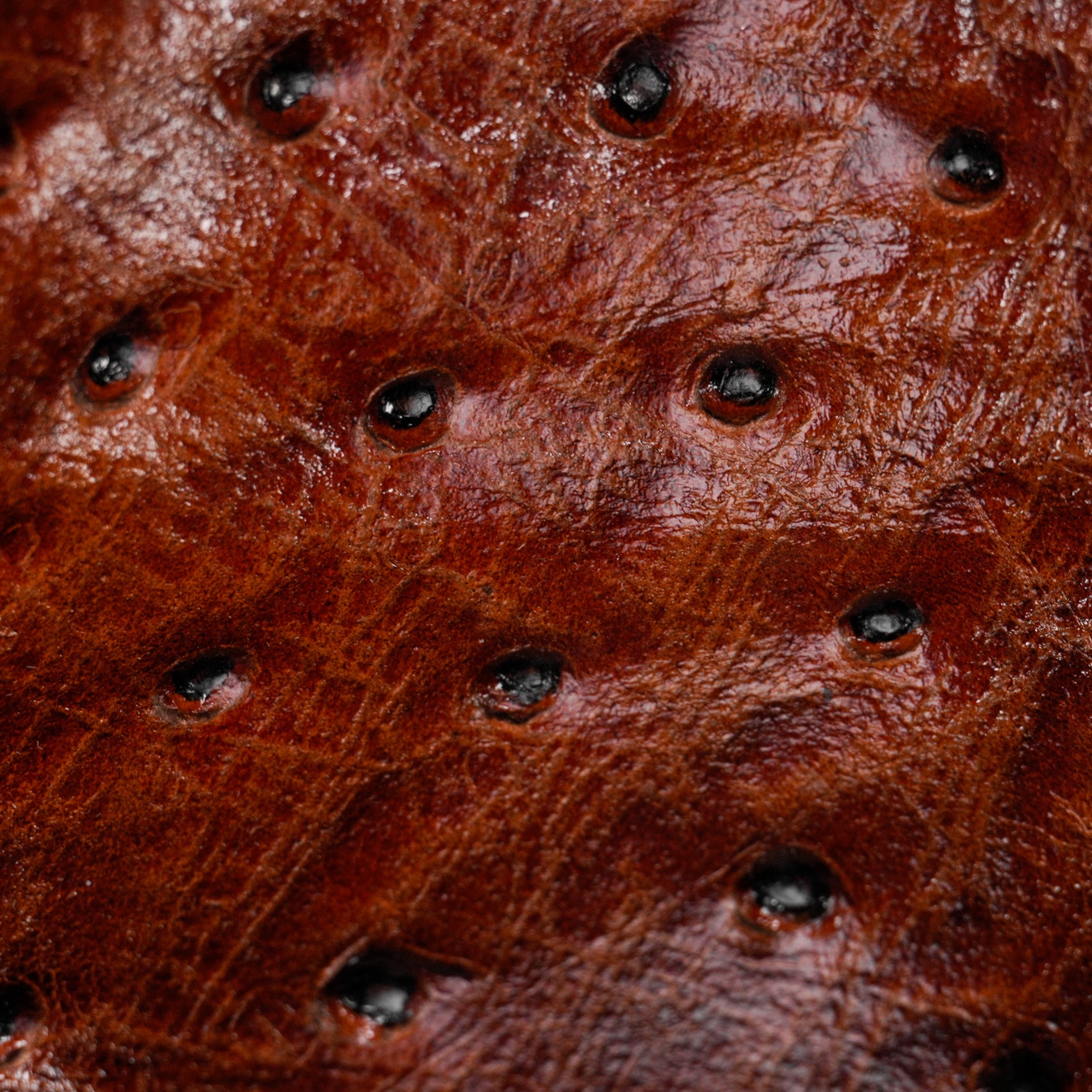 Brandy Ostrich - Square Toe - Image 4